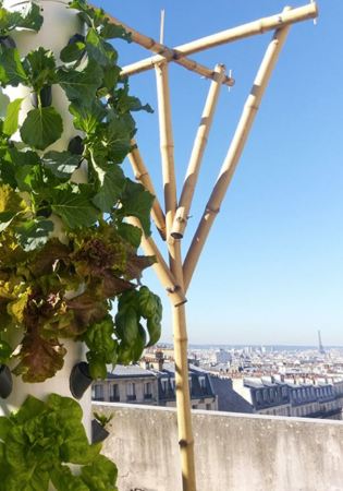 Agripolis Urban Farm