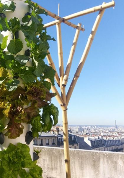 Agripolis Urban Farm