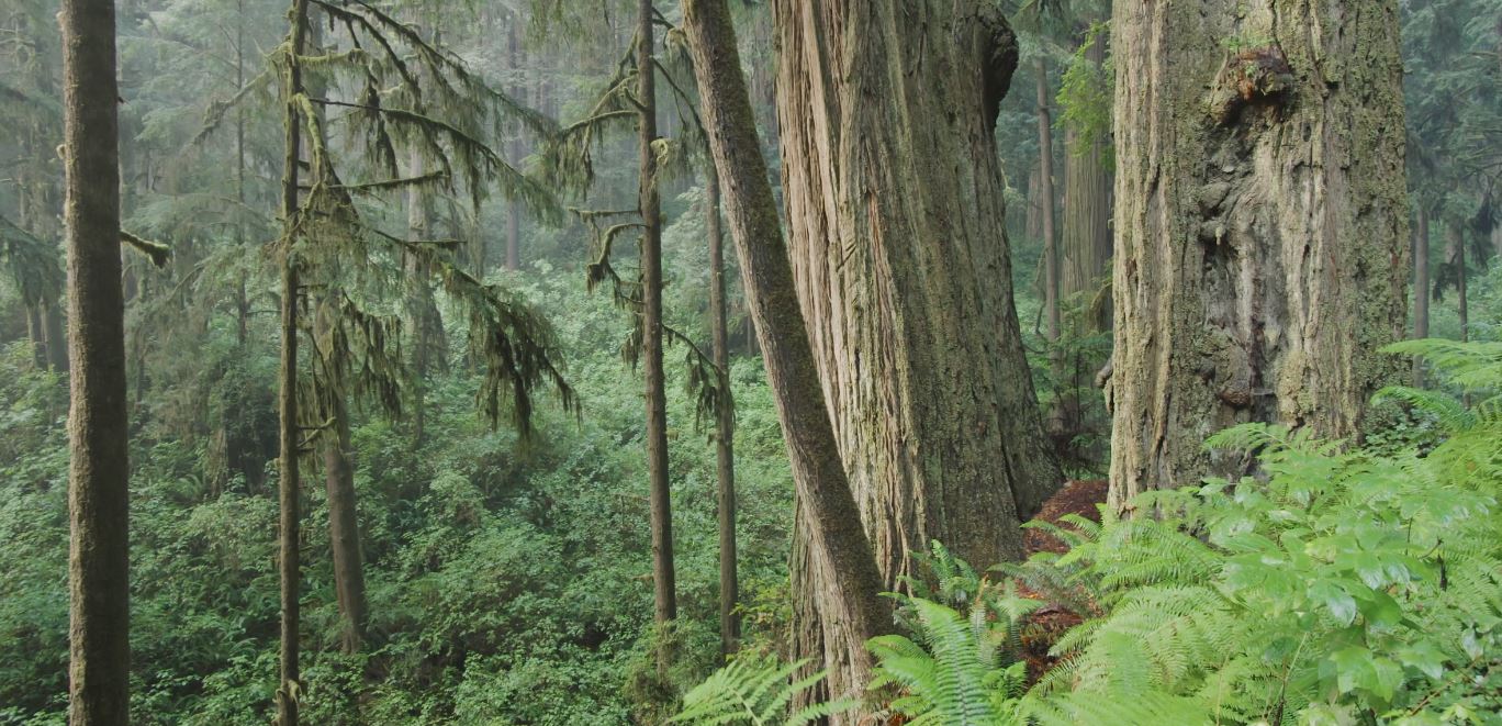 Redwoods Nature Film by Rudy Wilms (2019)