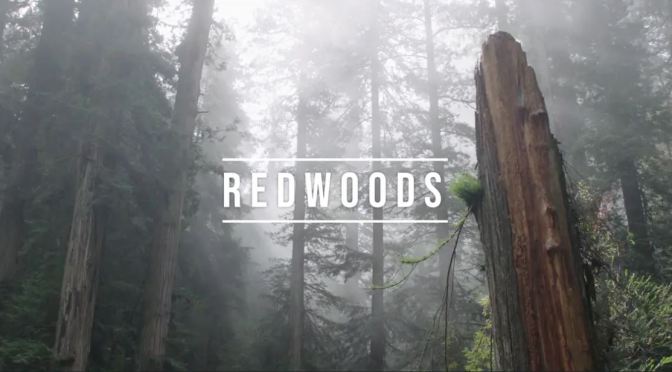 Top New Travel Videos: “Redwoods” Directed By Rudy Wilms (2019)