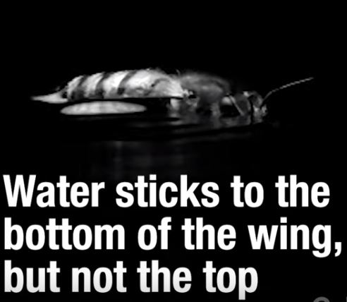 Bees Surf Atop Water to escape Caltech