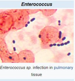 Enterococcus Bacteria