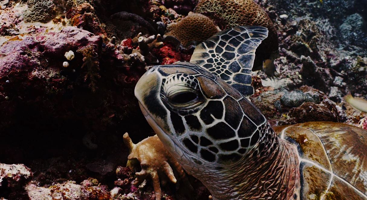 Postcard From West Papua Travel Video by Kevin Sempe 2019