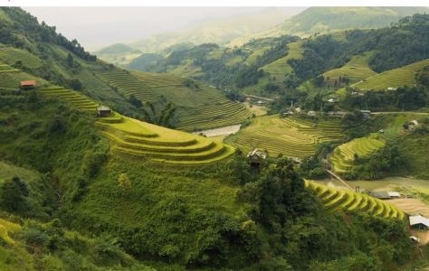 The Golden Harvest In North Vietnam by Dennis Schmelz 2019