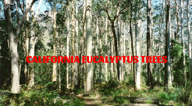 History: The Early Promise, Fiery Failure Of Eucalytus Trees In California