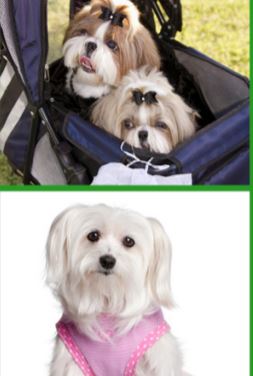 Pets