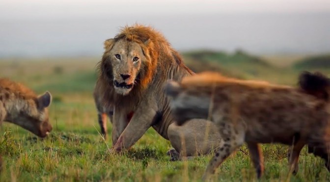 Nature Videos: BBC Earth’s “Best Of The Decade”