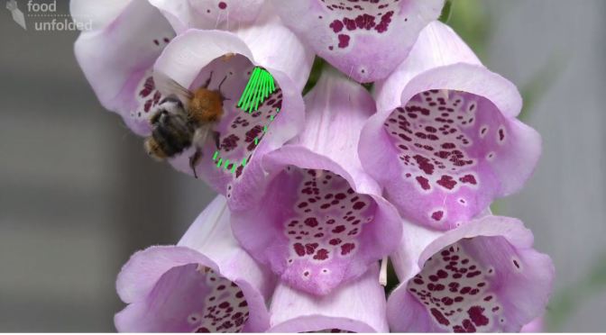 Nature & Science: Making Flowers Of  Food Plants More Attractive To Insect Pollinators (Cambridge)