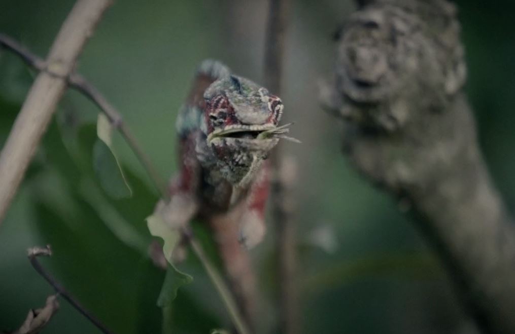 Life Of Madagascar Travel and Nature Video by Stéphane Ridard January 3 2020