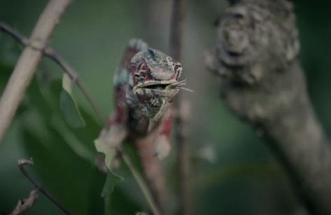 Life Of Madagascar Travel and Nature Video by Stéphane Ridard January 3 2020