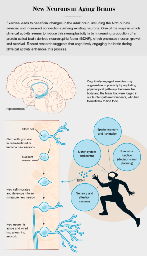 New Neurons in Aging Brains Scientific American January 2020 Tami Tolpa