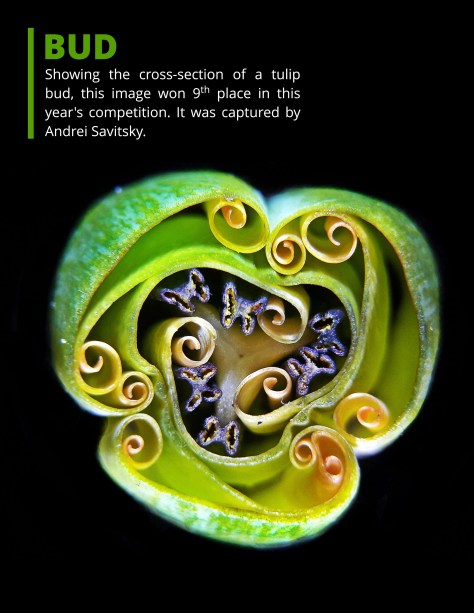 Nikon Small World Competition 2019 page-3