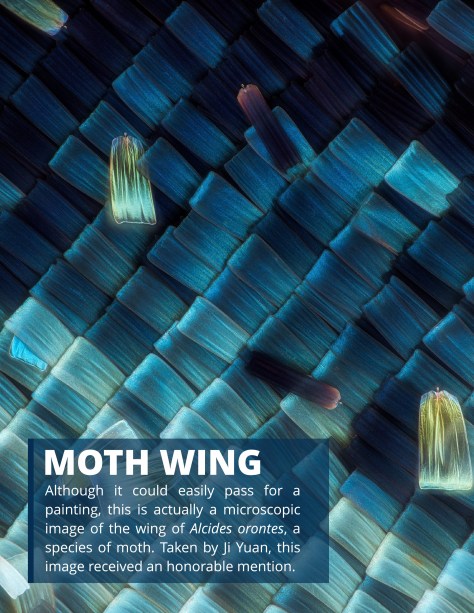 Nikon Small World Competition 2019 page-4