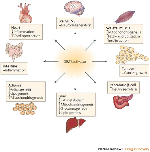 Sirtuins - SIRT1 Activator Nature Reviews Drug Discovery