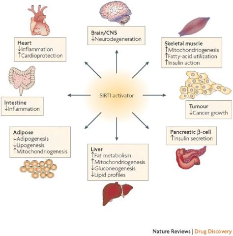 Sirtuins - SIRT1 Activator Nature Reviews Drug Discovery