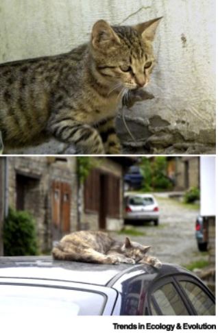 Cats as Pets Our Wild Companions Cell Press February 22 2020