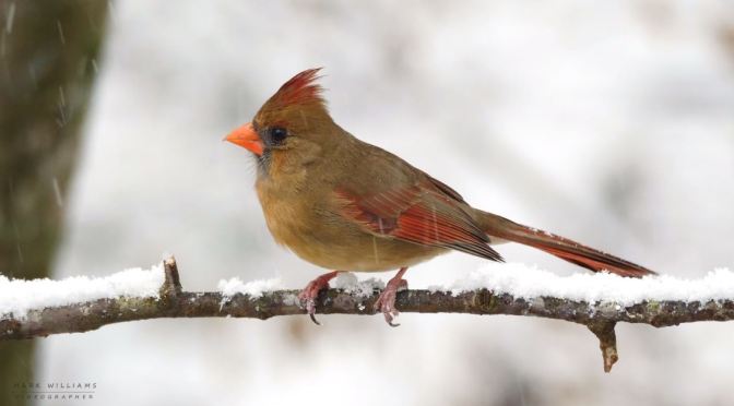 Nature Videos: “A Georgia Winter” By Mark Williams