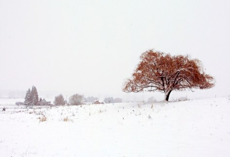 Kenny Rogers Photographs - One Tree