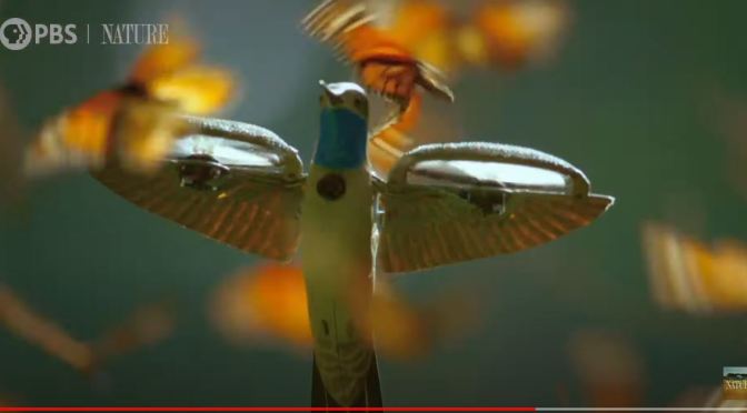 Top Wildlife Videos: “A Monarch Butterfly Swarm” In Mexico (PBS)