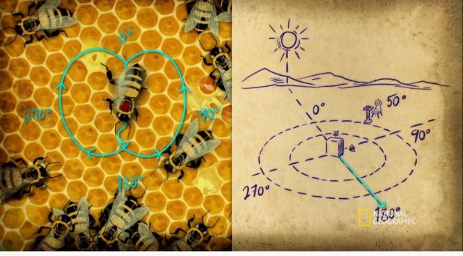 Secrets Of Nature: How Bees Communicate With Math And Coordinates (National Geographic)