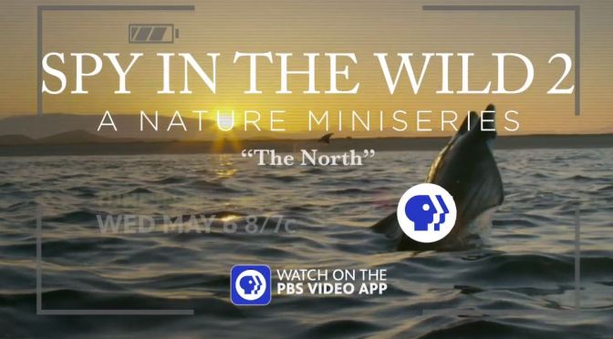 Wildlife Entertainment: “Spy In The Wild 2” Series – “Hilarious” (PBS Nature)