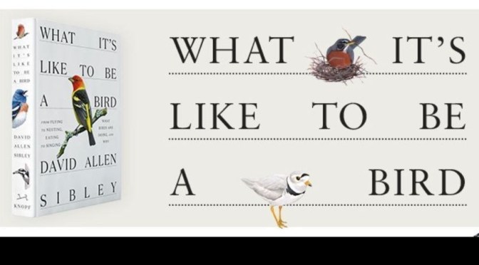 New Art & Nature Books: “What It’s Like To Be A Bird” – David Allen Sibley (2020)