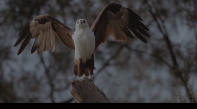Wildlife Conservation: Saving The  “Brahminy Kite” In The Seribu Islands, Indonesia (Video)