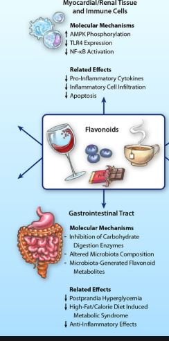 Flavonoids