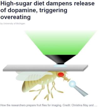 High-Sugar Diet Dampens Release of Dopamine Causing Overeating - Univ of Michigan - Credit Christina May and Monica Dus