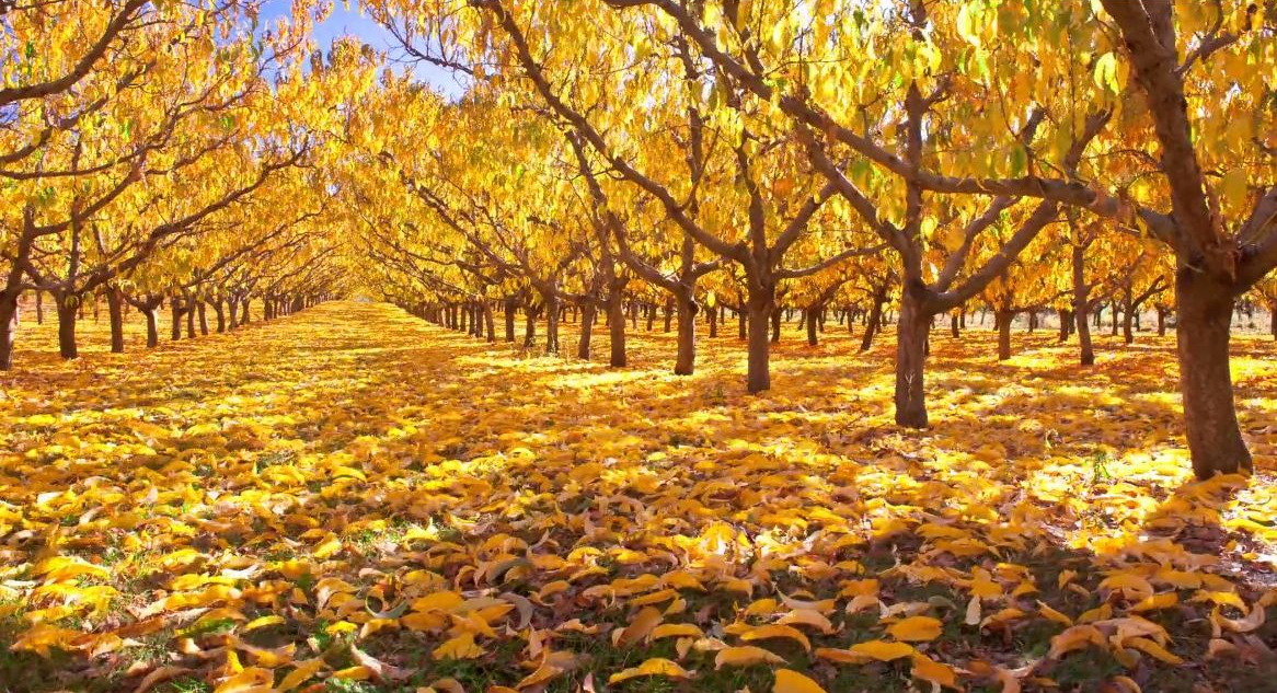 Seasons &amp; Skyscapes - Central Otago - Timelapse Travel Video - Stephen Paitence - July 9 2020