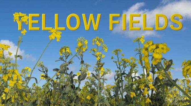Timelapse Travel Videos: Denmark’s “Yellow Fields” By Casper Rolsted (2020)
