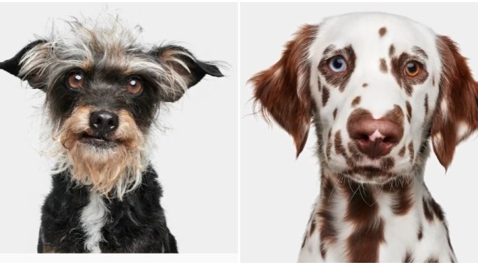 Best New Pet Books: “Good Dog – A Collection Of Portraits” (Rizzoli Video)