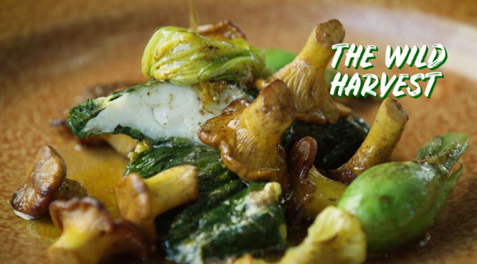 Food & Nature: “The Wild Harvest – Mid Summer” With Chef Alan Bergo