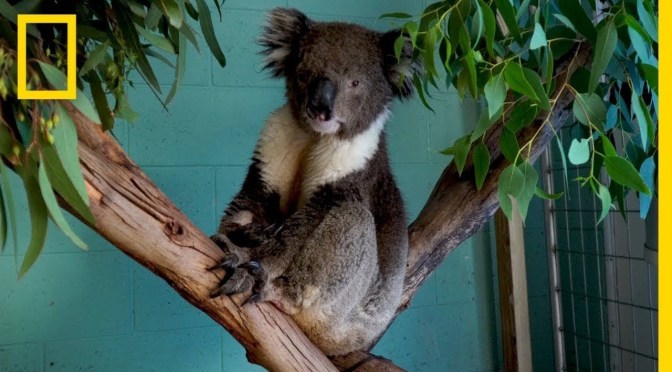 Travel & Wildlife: “The Future of Koalas” in Australia (NatGeo Video)