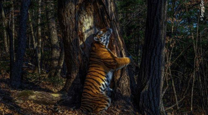 Photo Contests: ‘2020 Wildlife Photographer Of The Year Awards’ (London)