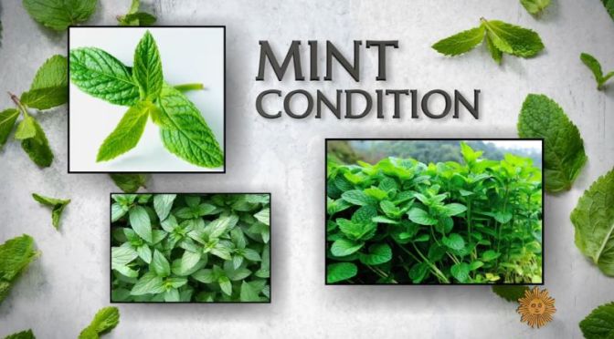 Scents & Flavors: ‘Mint – Extracting Its Essence In Washington State’ (Video)