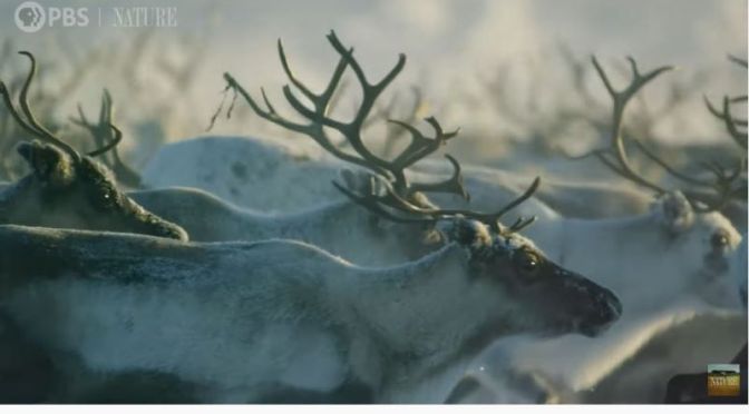 Wildlife: Epic Migration Of  Reindeer In Lapland