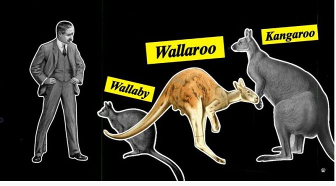 Wildlife: The Kangaroos And Wallabies Of Maria Island, Tasmania (Video)