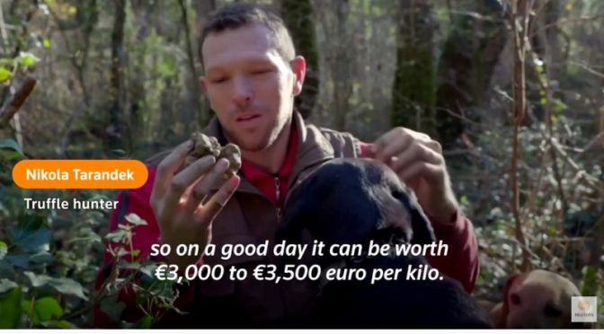 Culinary Travel: ‘Truffle Hunting In Croatia’ (Video)