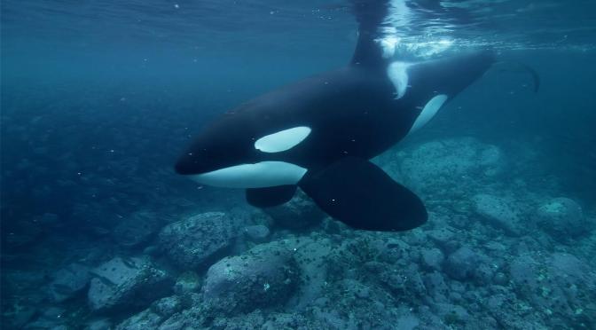Marine Life: ‘Orcas – The Wolves Of The Sea’ (Video)
