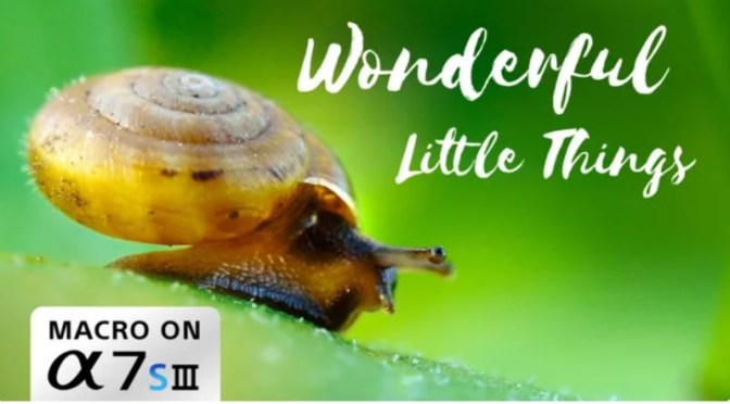Nature & Photography: ‘Wonderful Little Things’ By Christian Fleischer