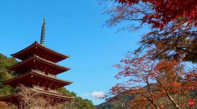 Autumn Travel: Hasedera Temple, Kamakura, Japan