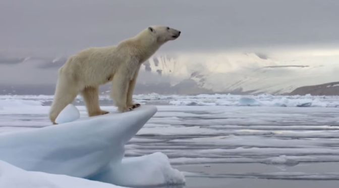 Arctic Wildlife: ‘Best Of Polar Bears’ (BBC Video)