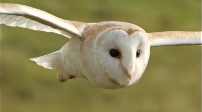 Wildlife: ‘Best Of Autumn – BBC Earth’ (Video)