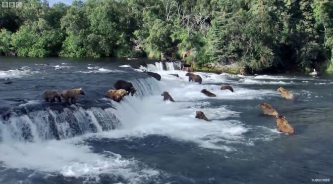 Wildlife & Travel: ‘Best Of Summer’ (BBC Earth Video)’