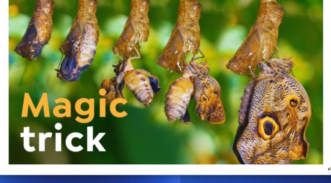 Nature: ‘From Caterpillar To Butterfly – How Metamorphosis Works’