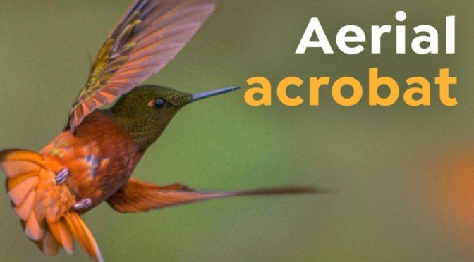 Wildlife: The ‘Extreme Biology’ Of Hummingbirds