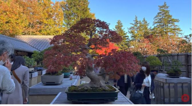 Walking Tour: ‘Bonsai Tree Garden’ In Tokyo, Japan
