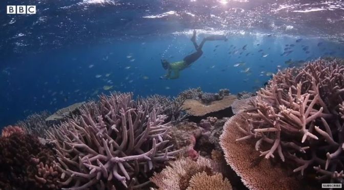 Conservation: Mapping ‘The Great Barrier Reef’ To Help It Survive (BBC Video)