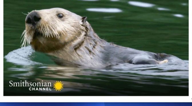 Marine Wildlife: ‘Sea Otter Moms’ Doing Everything For Their Pups (Video)